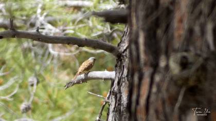 Ortolan Bunting
