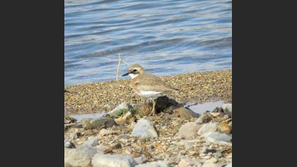 Greater Sand Plover