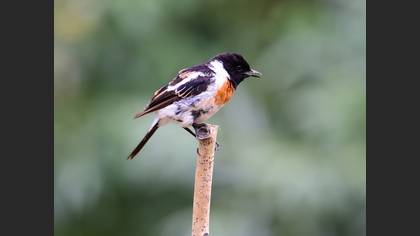 Siberian Stonechat