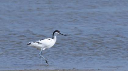 Pied Avocet