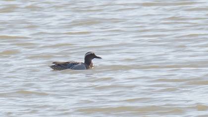Garganey