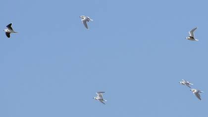 Little Gull