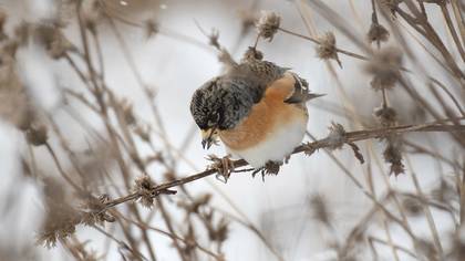 Brambling