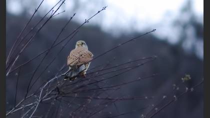 Common Kestrel