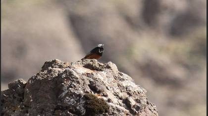 Black Redstart