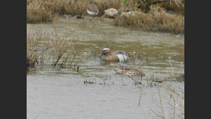 Garganey