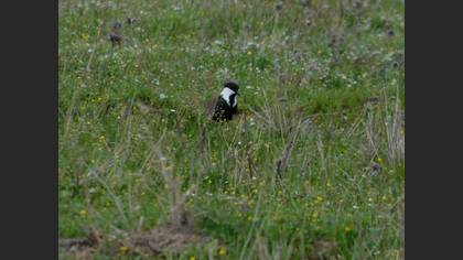 Spur-winged Lapwing