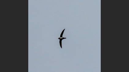 Alpine Swift