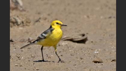 Citrine Wagtail