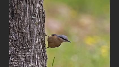 Eurasian Nuthatch
