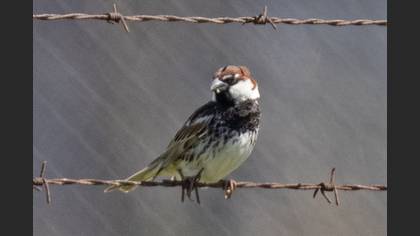 Spanish Sparrow