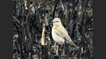 Isabelline Wheatear