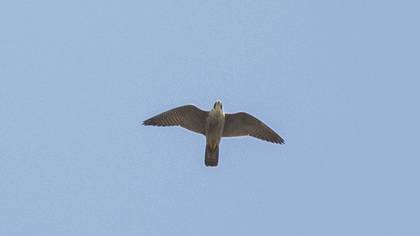 Peregrine Falcon