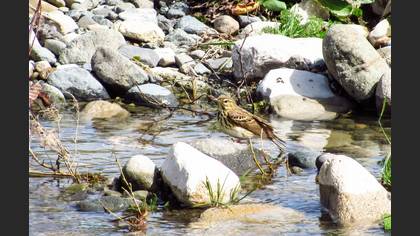 Tree Pipit