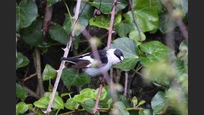 Collared Flycatcher