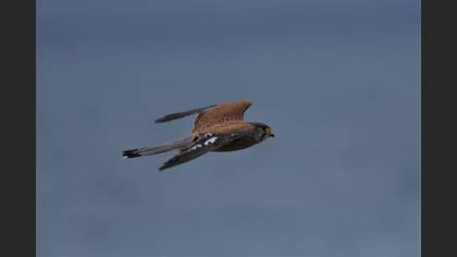 Common Kestrel