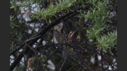 Eurasian Wryneck
