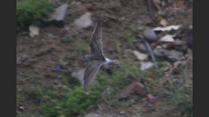 Wood Sandpiper