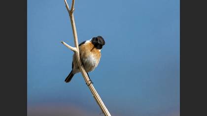 European Stonechat