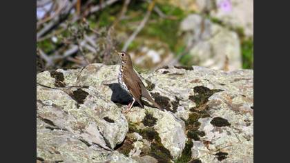 Song Thrush