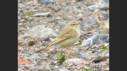 Tawny Pipit