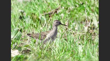 Wood Sandpiper
