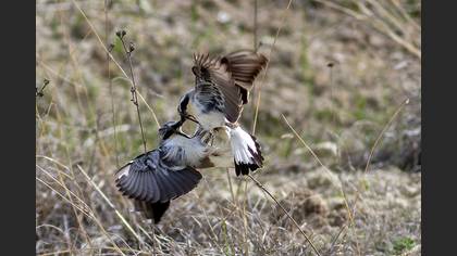 Northern Wheatear