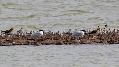 Gull-billed Tern