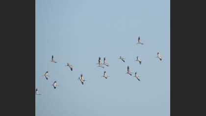 Common Crane