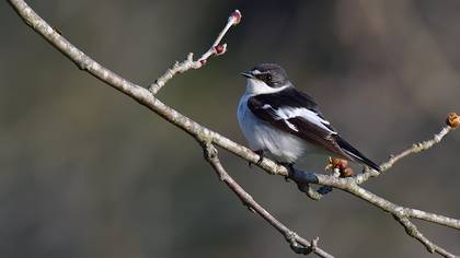 Semicollared Flycatcher