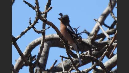 Eurasian Chaffinch