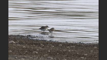 Wood Sandpiper