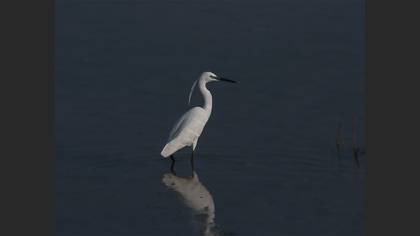 Little Egret
