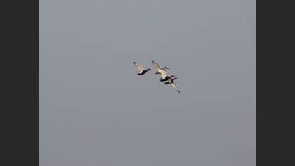 Red-crested Pochard