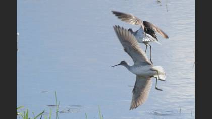 Marsh Sandpiper
