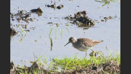 Wood Sandpiper