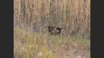 Common Moorhen