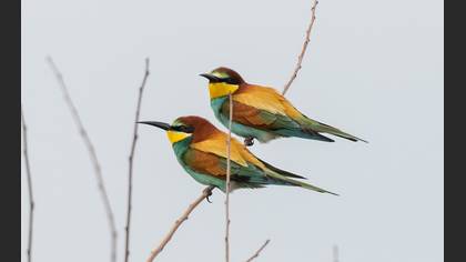 European Bee-eater