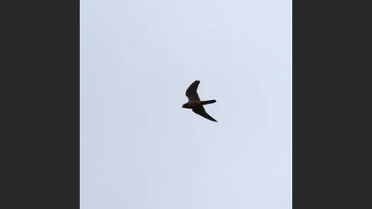 Common Kestrel