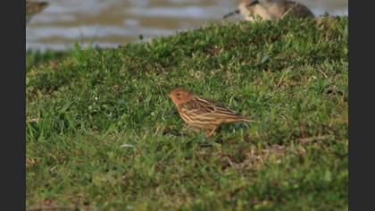 Red-throated Pipit
