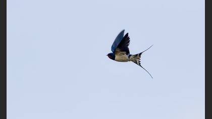 Barn Swallow