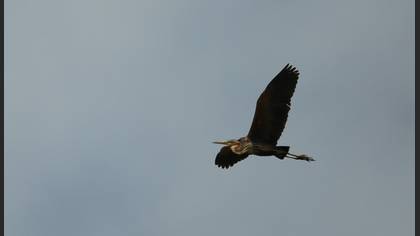 Purple Heron