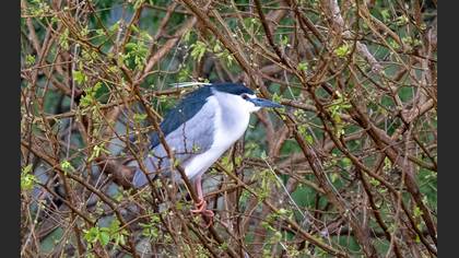 Black-crowned Night Heron