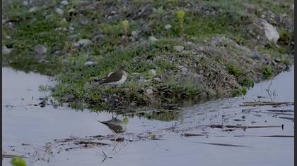 Common Sandpiper