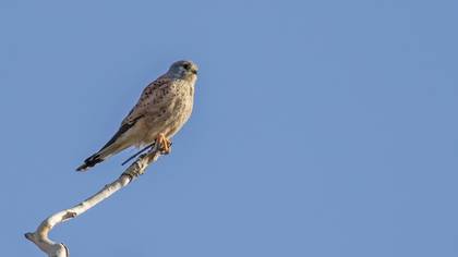 Common Kestrel