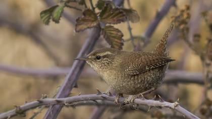 Eurasian Wren