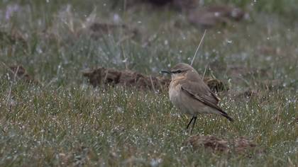 Isabelline Wheatear