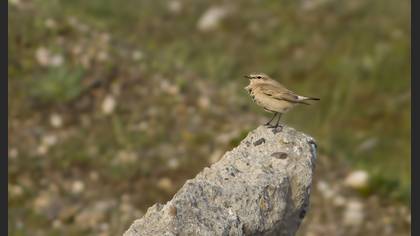 Isabelline Wheatear