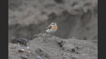 Whinchat