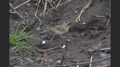 Tawny Pipit